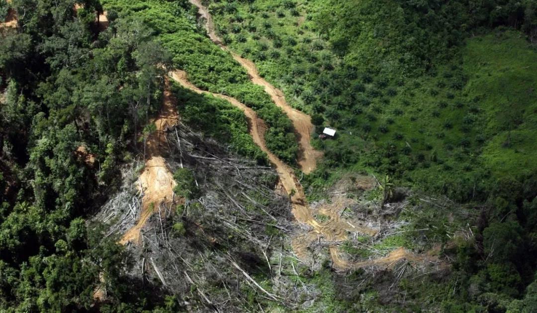 2020年東京奧運(yùn)會(huì)使用馬來西亞和印尼雨林木材引(圖2) 2020年東京奧運(yùn)會(huì)使用馬來西亞和印尼雨林木材引(圖2)